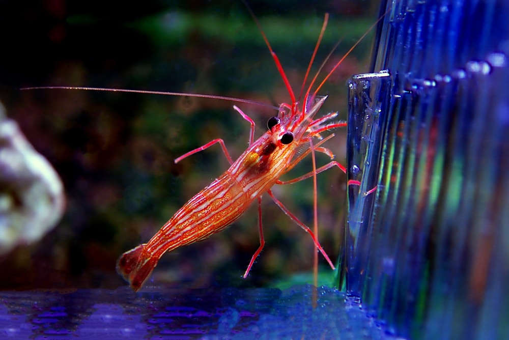 peppermint shrimp