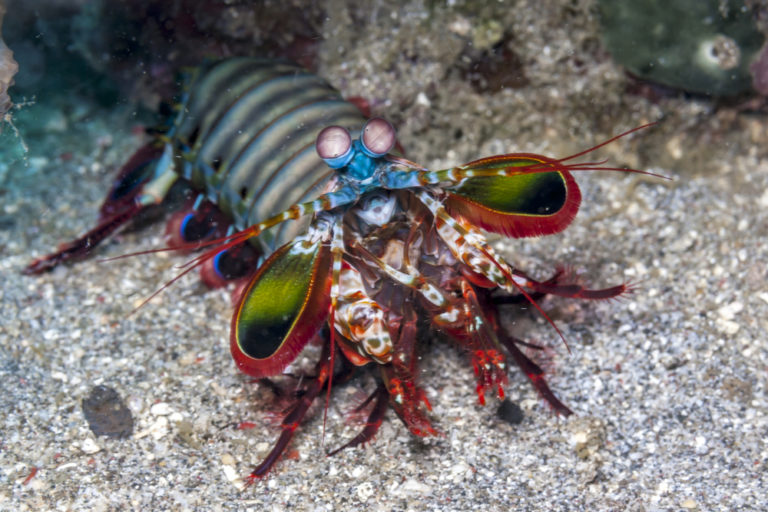 12 Saltwater Shrimp Species for Reef Tanks Build Your Aquarium