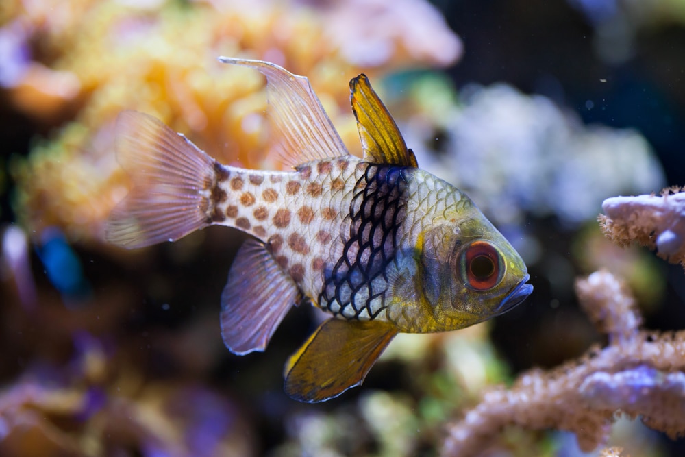 Pajama cardinalfish (Sphaeramia nematoptera)