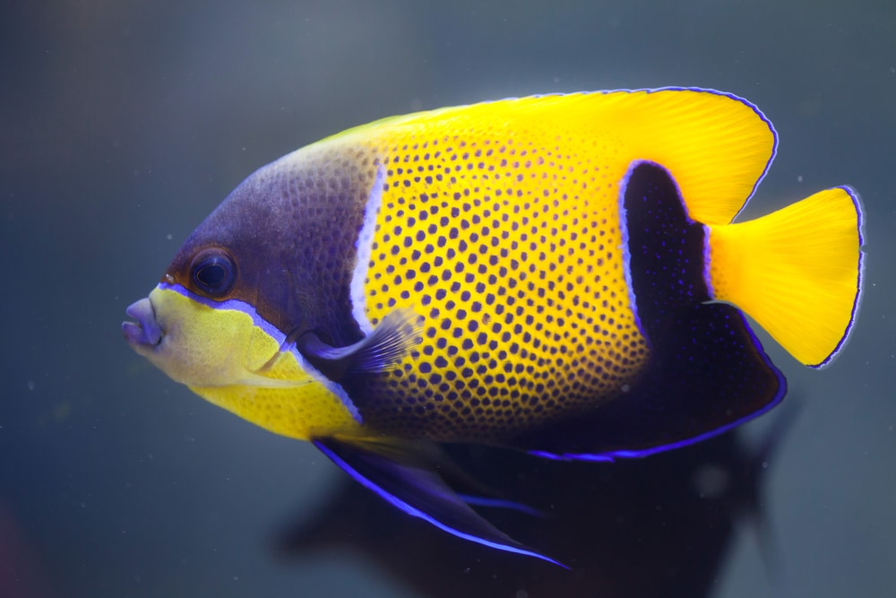 Blue-girdled angelfish (Pomacanthus navarchus)