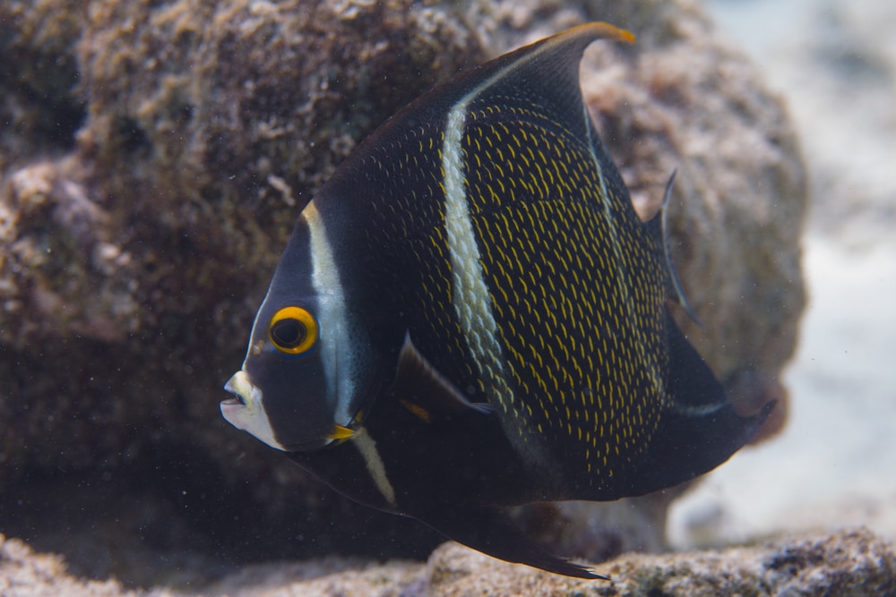 Juvenile French Angelfish