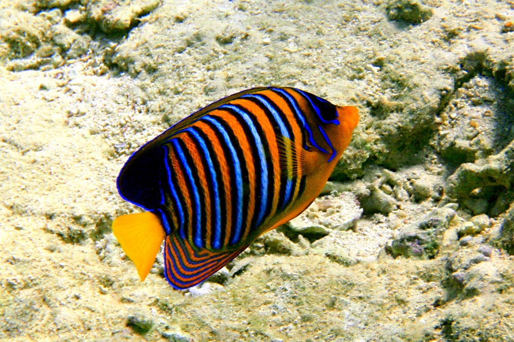 Royal angelfish