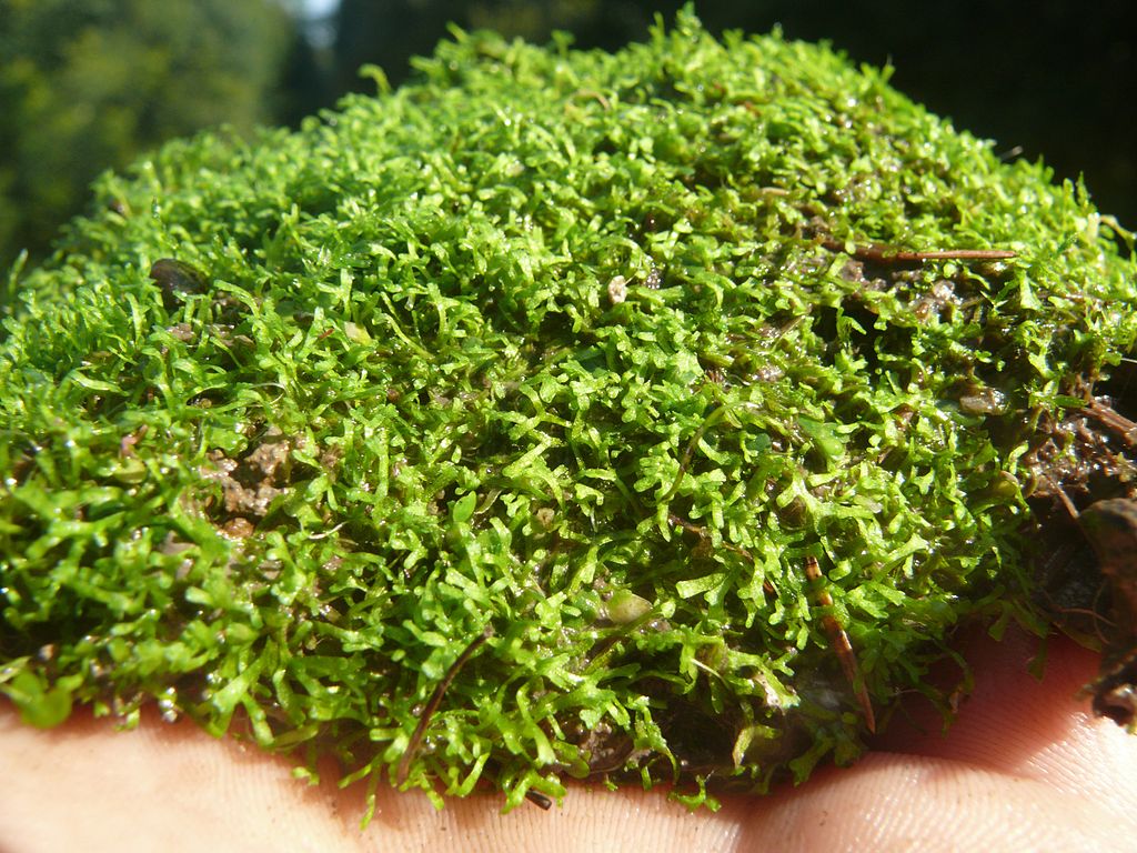 Riccia fluitans