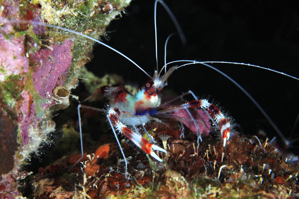 coral banded shrimp