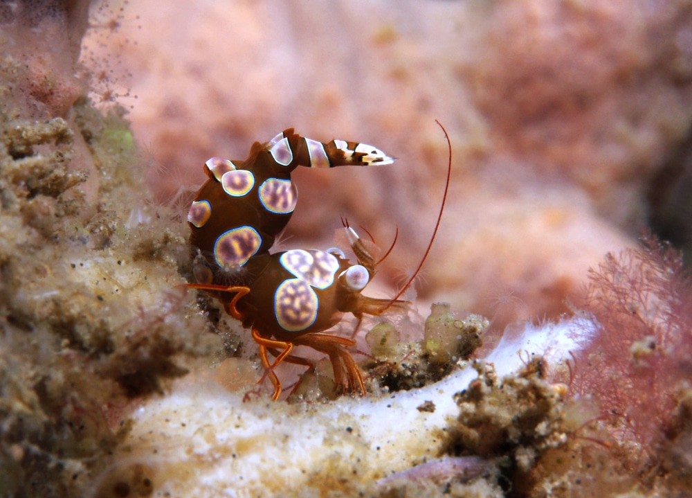 anemone shrimp