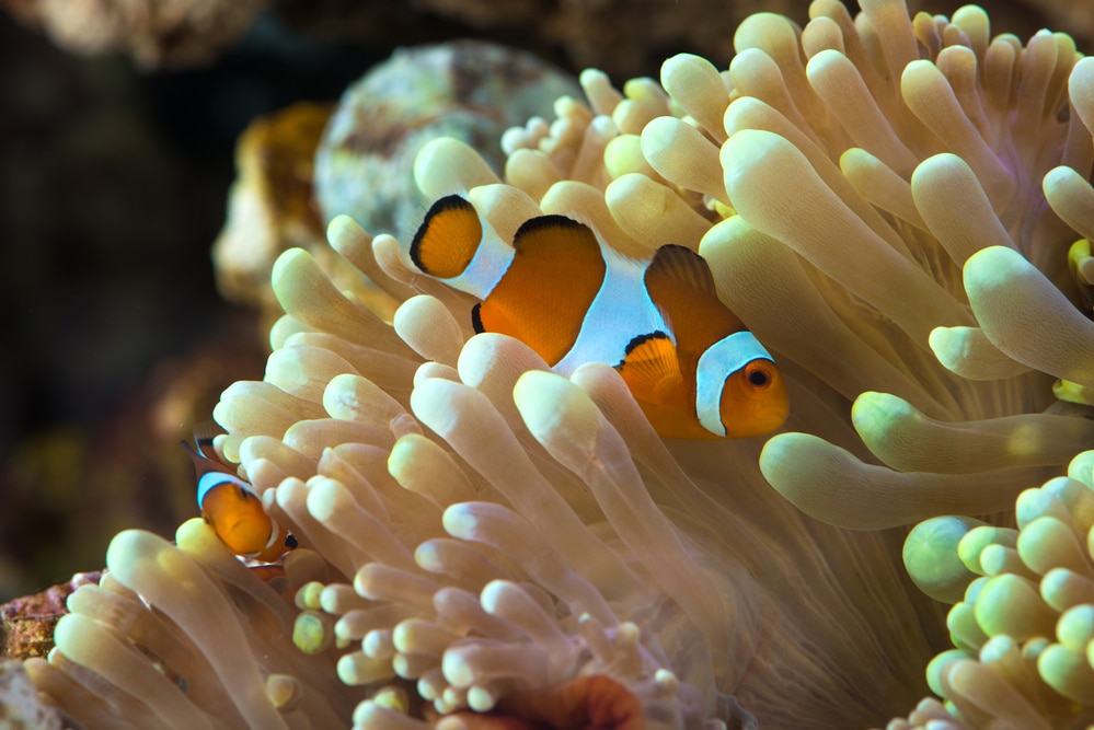 clown fish hosting on anemone