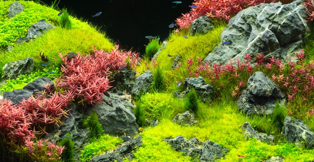 15 Best Aquarium Carpet Plants Ranked by Difficulty (Species)