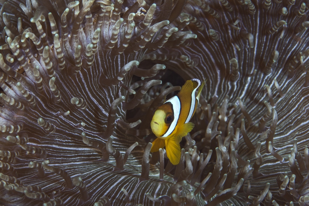 banded anemone