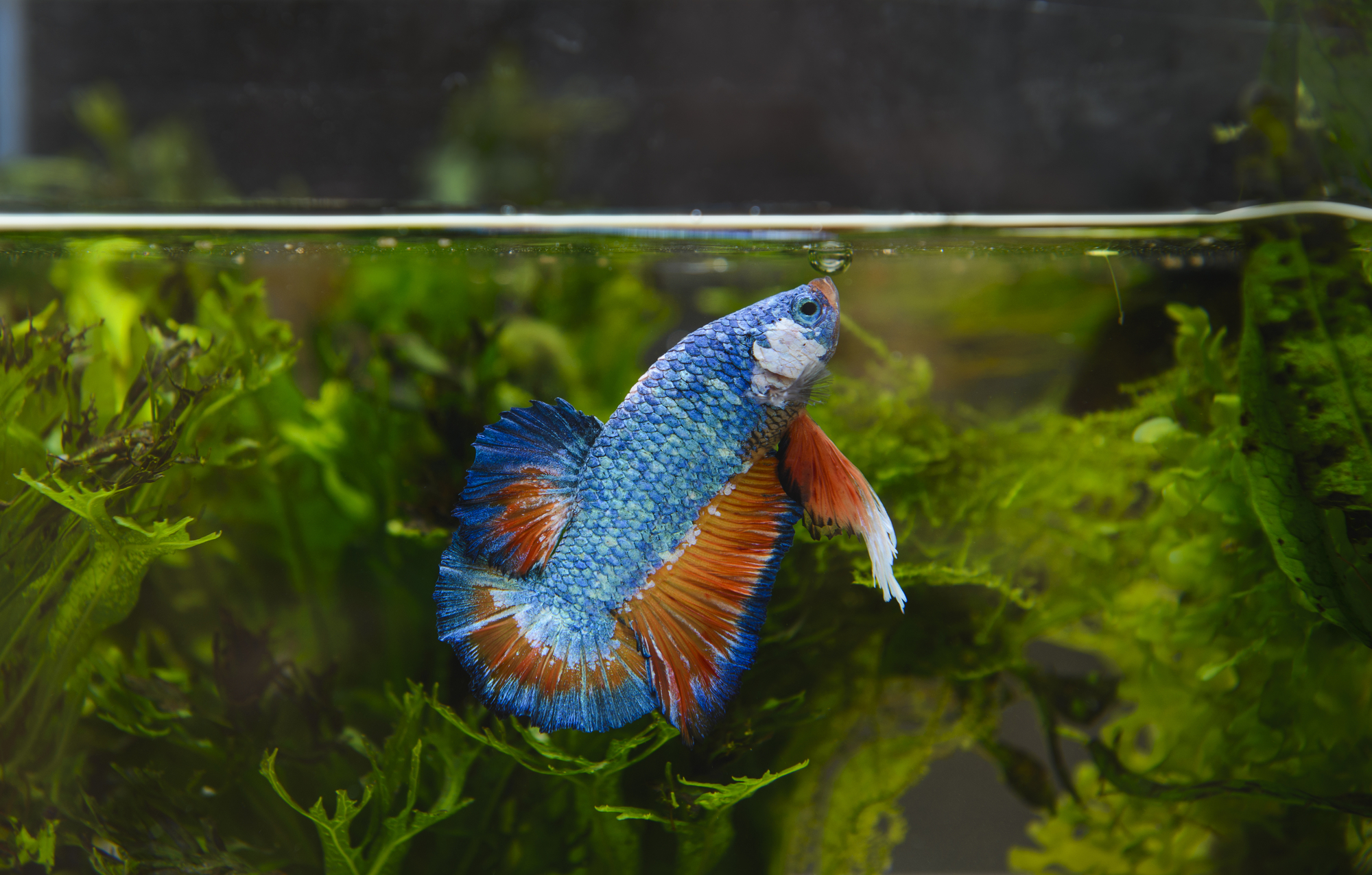 (Tips Why is my Betta Fish Turning White One of my betta fish was sho...