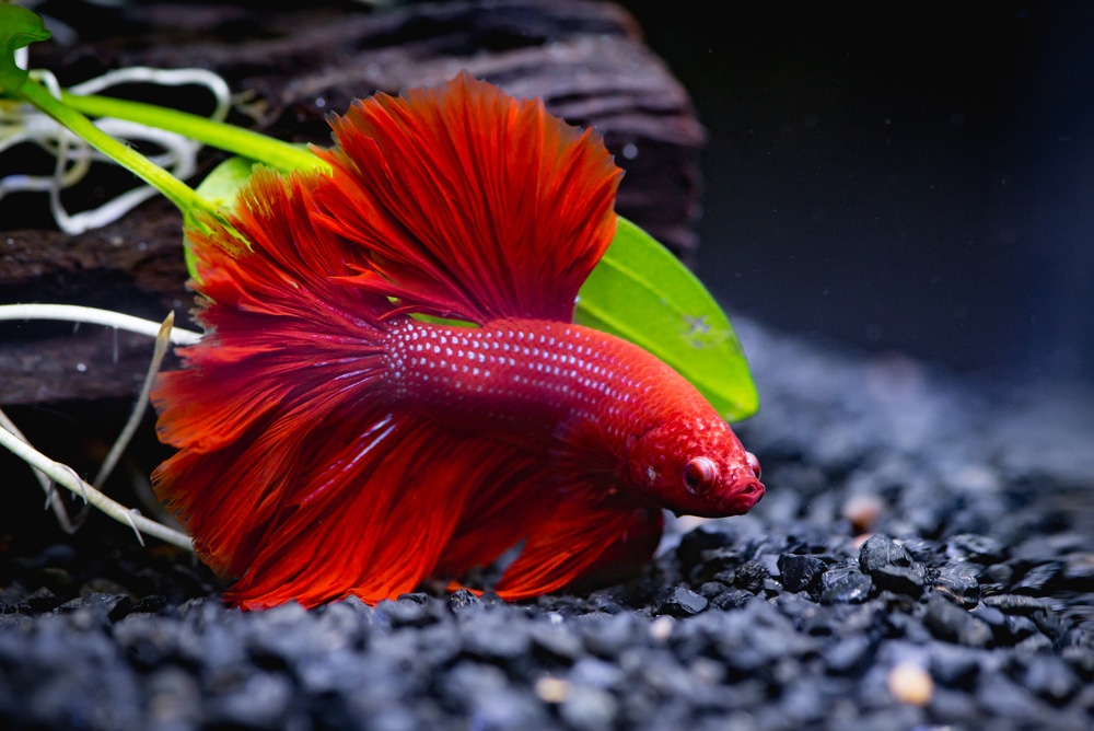 betta fighting fish care