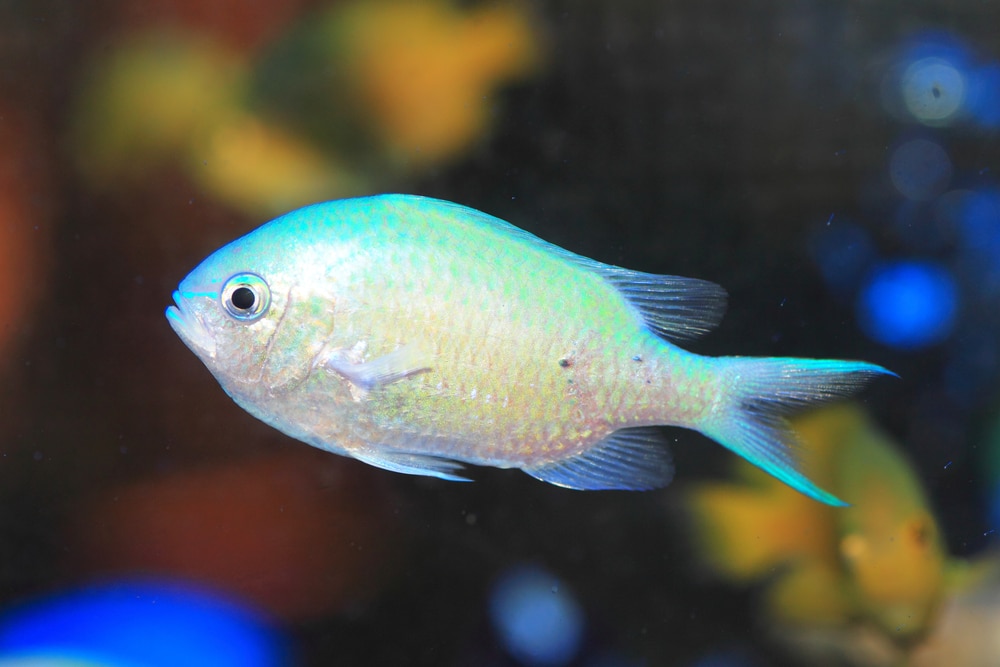  Chromis de arrecife azul