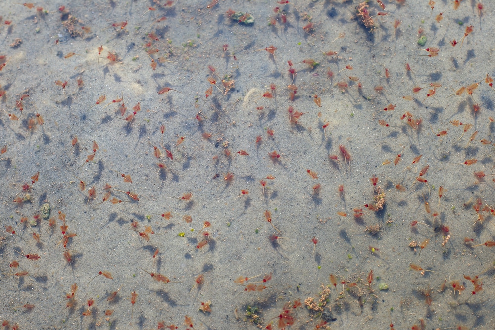 Brine shrimp in the Dead Sea