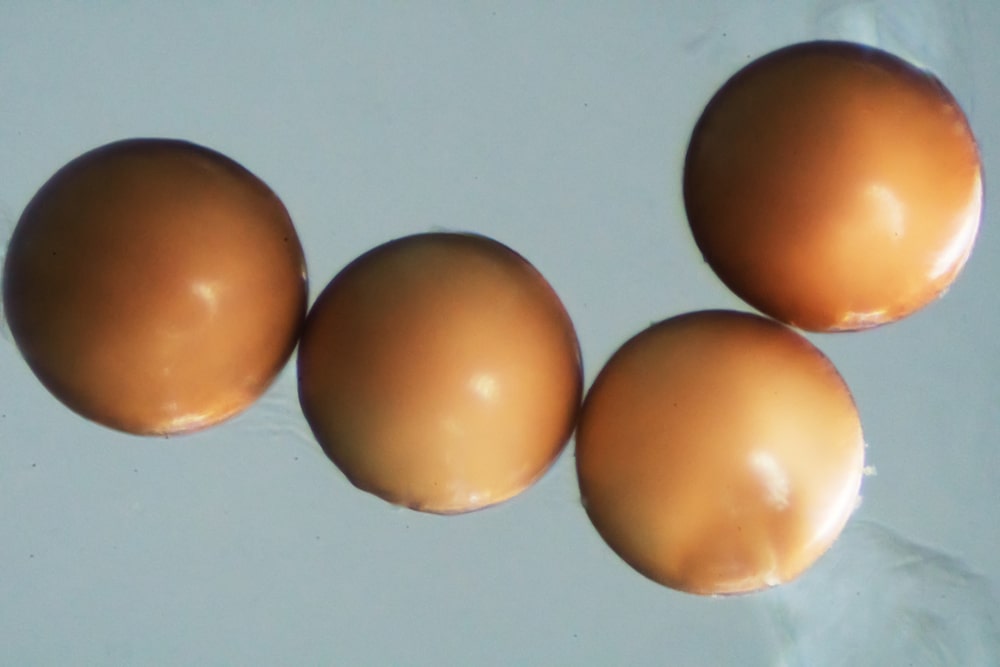 brine shrimp eggs