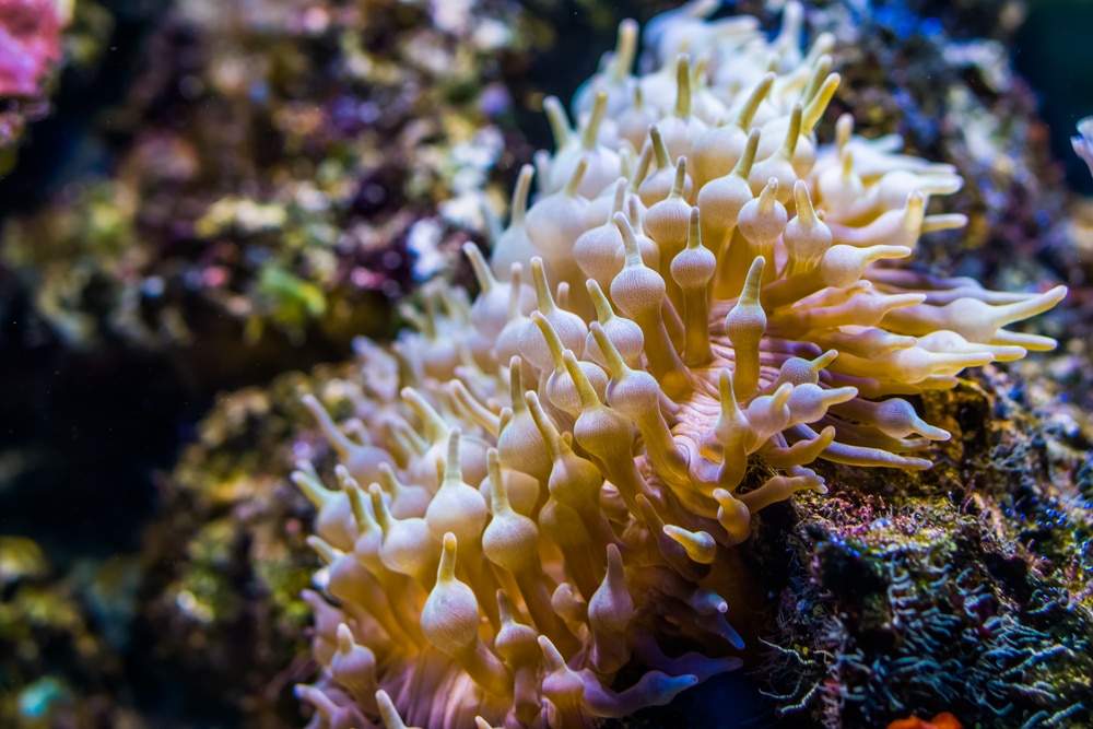 bubble tip anemone