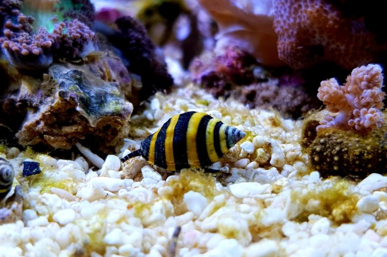 10 Types of Reef-Safe Saltwater Snails (Species Guide)