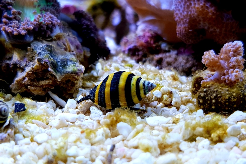 bumblebee snail