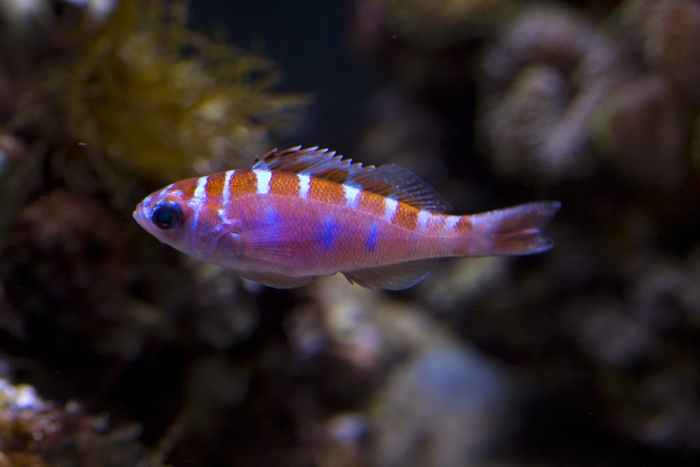 Chalk bass (Serranus tortugarum)