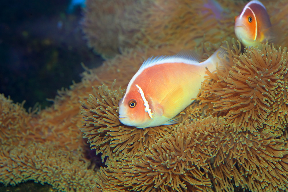 pink skunk clownfish