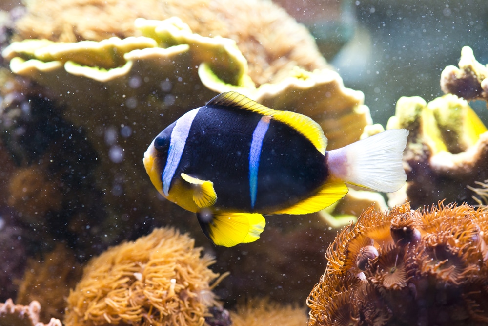 Amphiprion clarkii - Clarkii Clownfish