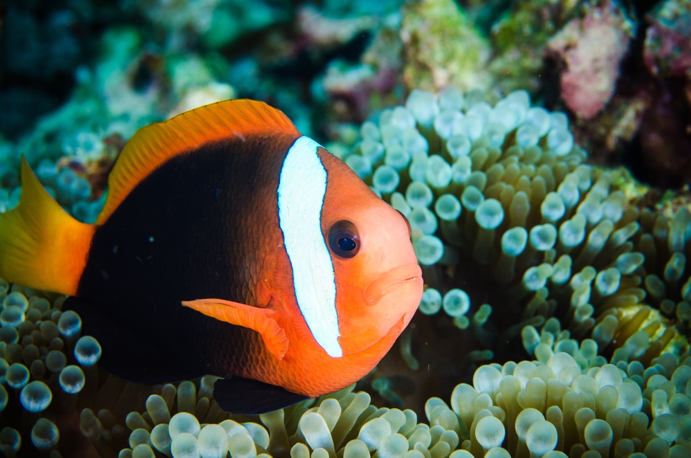 clownfish amphiprion melanopus