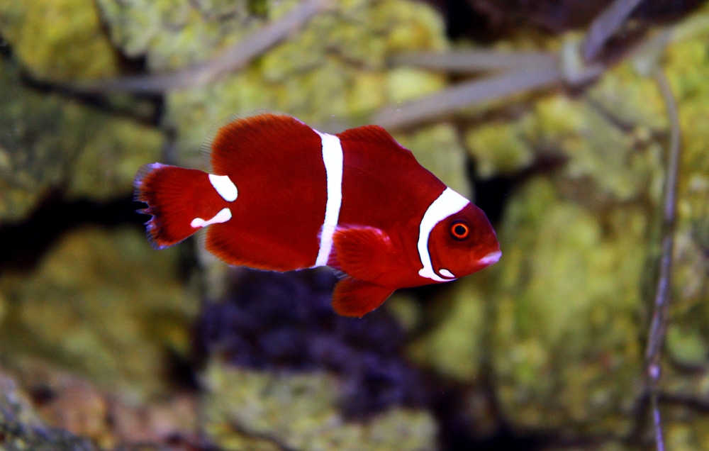 maroon clownfish