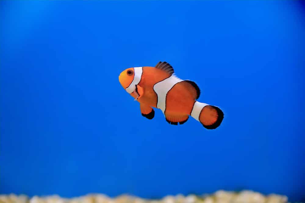 ocellaris Clown fish