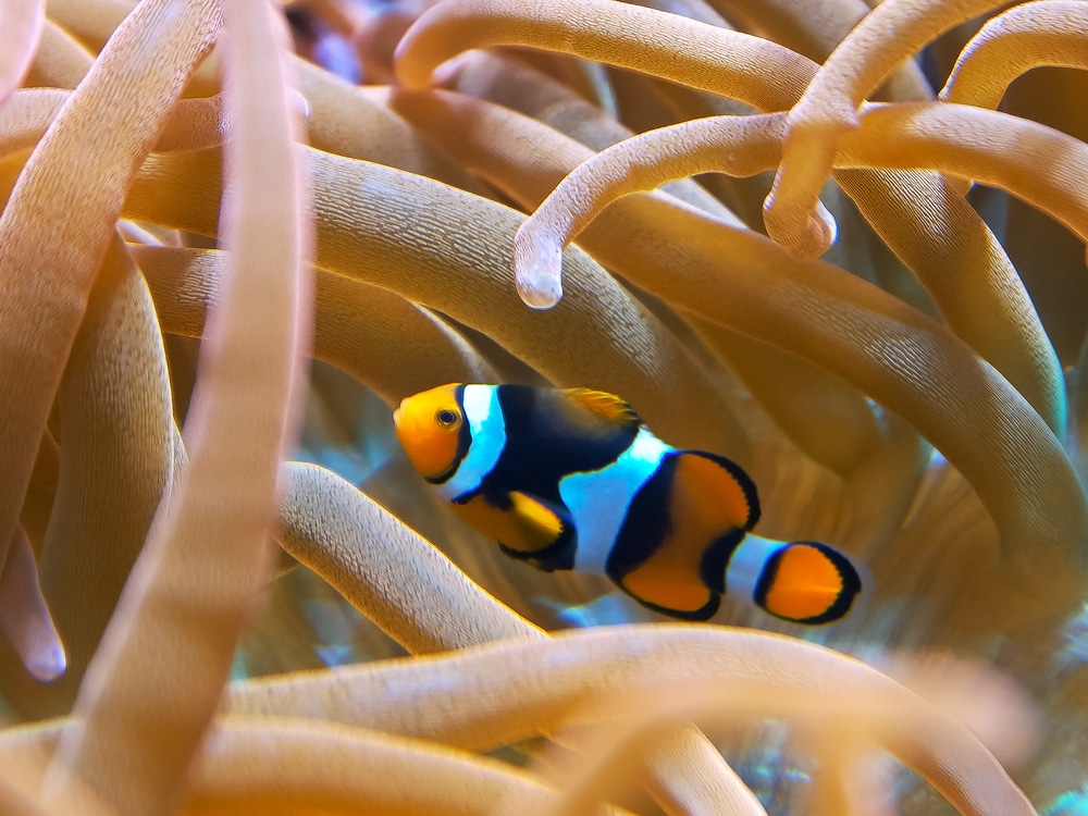 percula clown fish in anemone