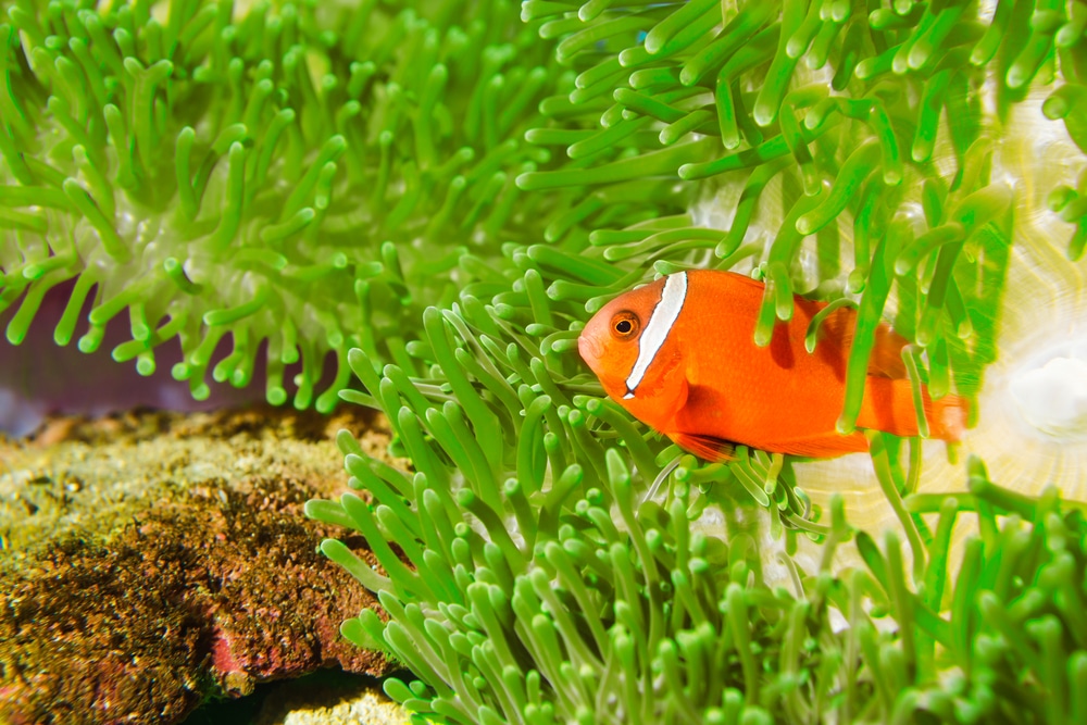 tomato clownfish