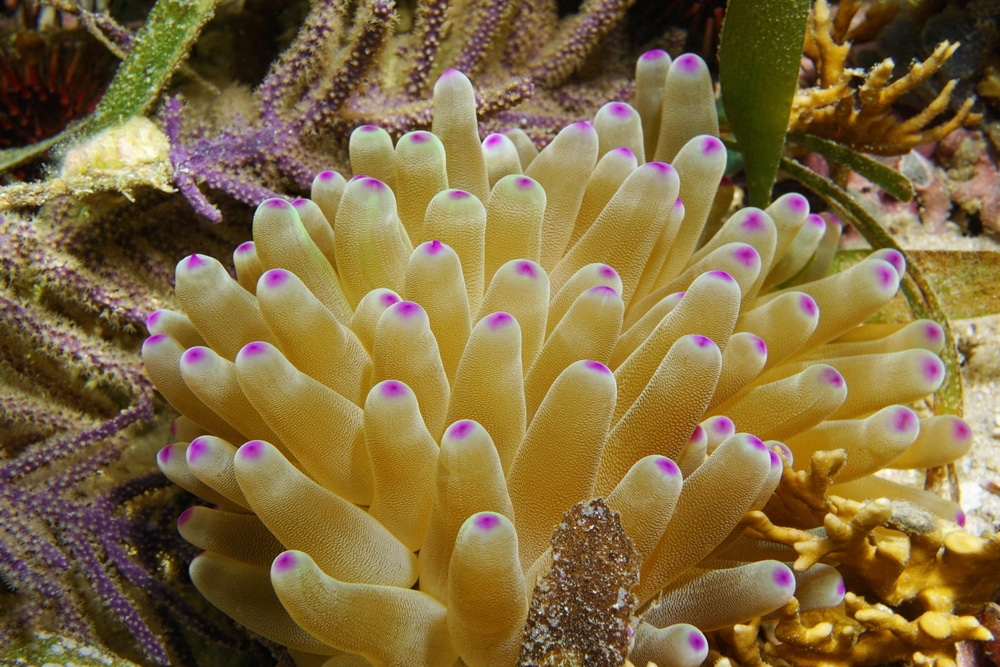 condy anemone