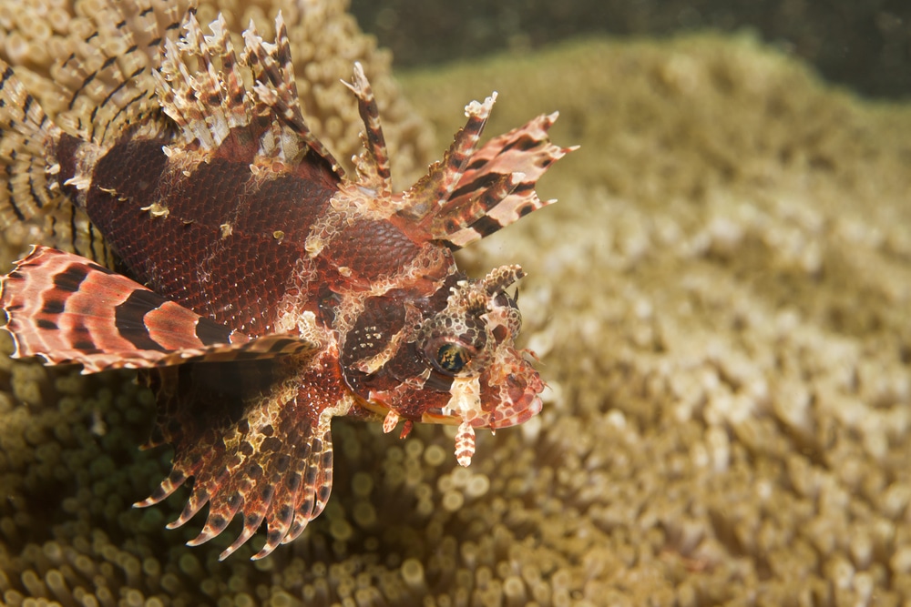 dwaf lionfish