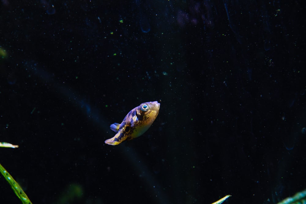 Dwarf Puffer (Carinotetraodon travancoricus)