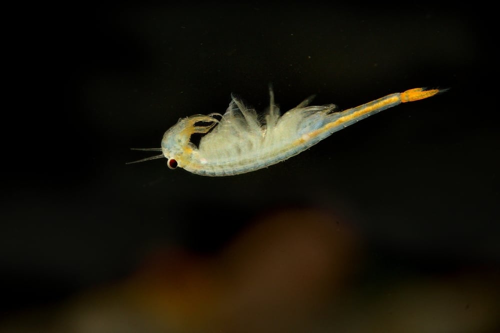 The Fairy Shrimp (Branchipus schaefferi)