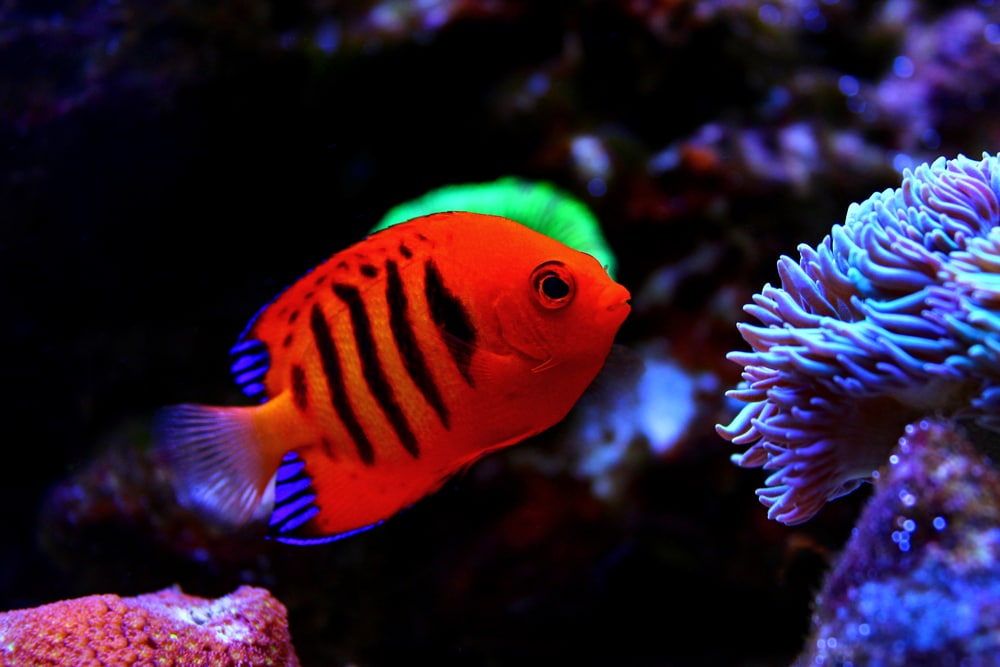 flame angelfish