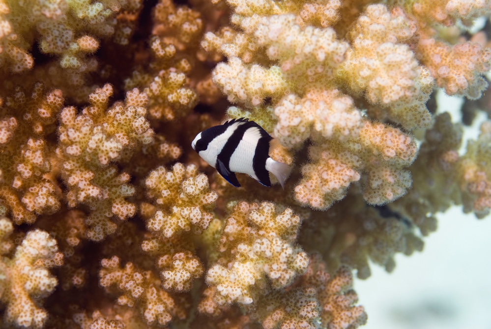 Whitetail damselfish