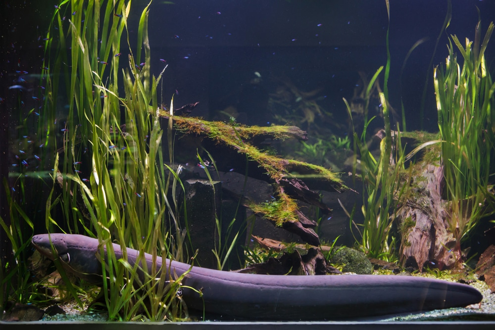 freshwater tank eels