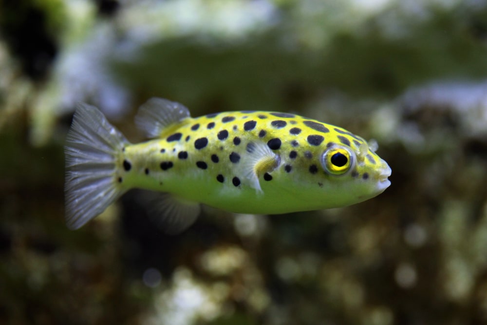 Green spotted puffer (Tetraodon nigroviridis)