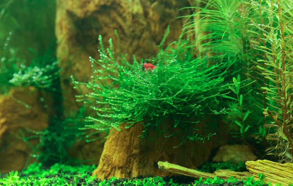 Moss Ball-fish tank co2 live fern aquarium java plant O 