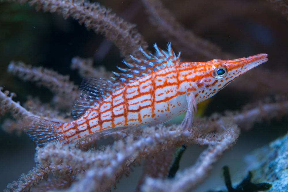 Longnose hawkfish (Oxycirrhites typus)