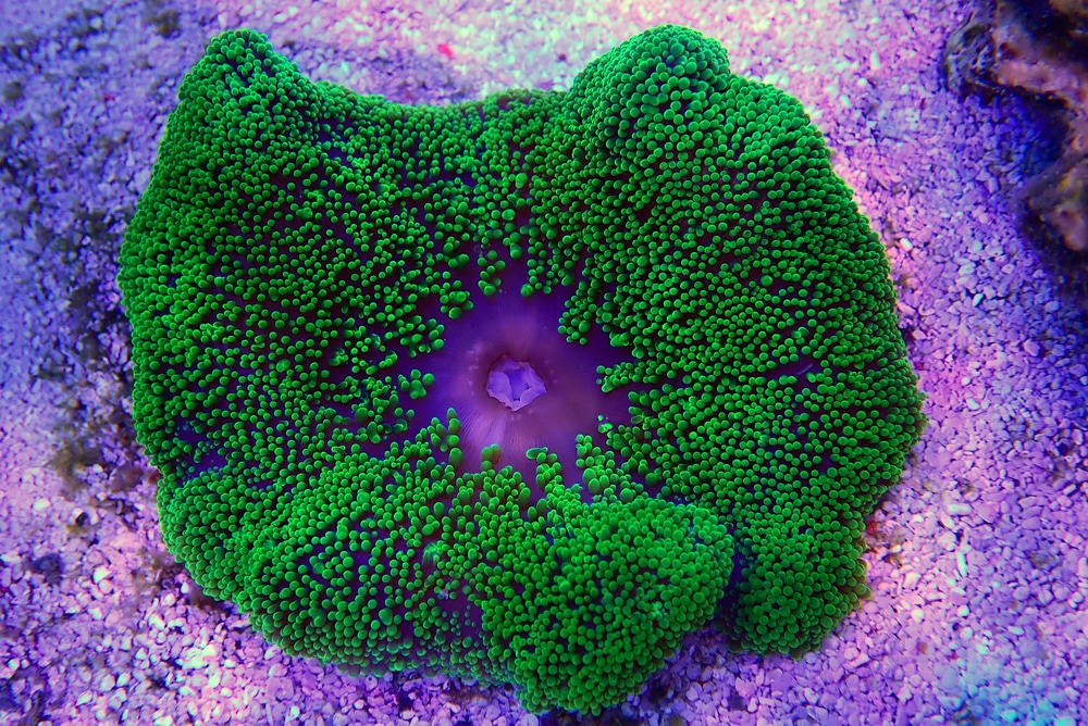 mini carpet anemone