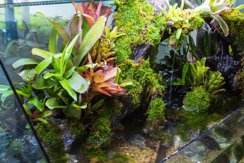 paludarium tank with plants