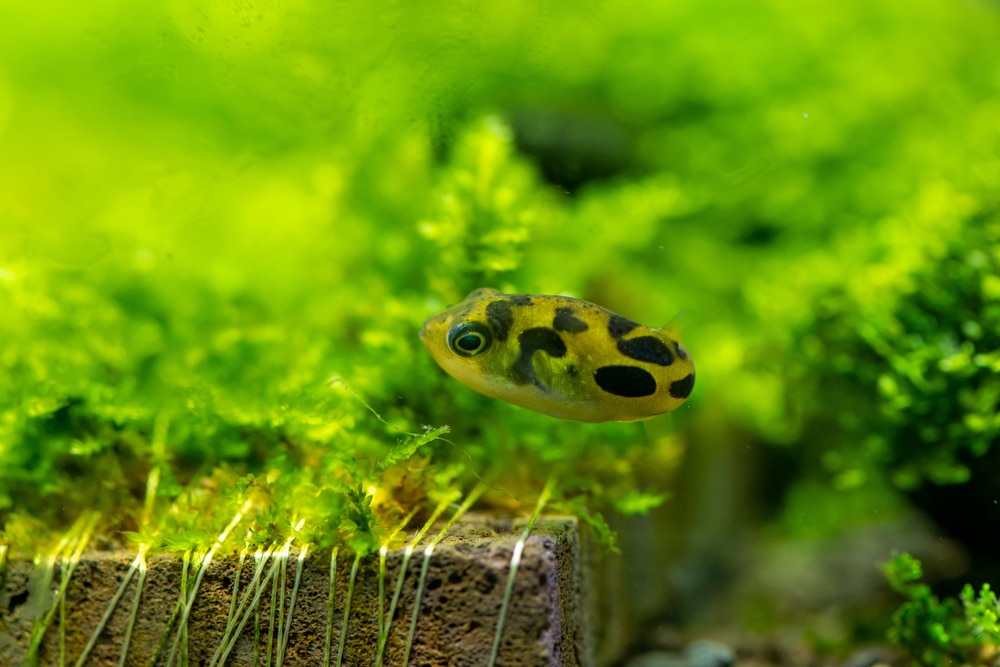 10 Awesome Pea Puffer Tank Mates (Compatibility Guide) - Build Your Aquarium