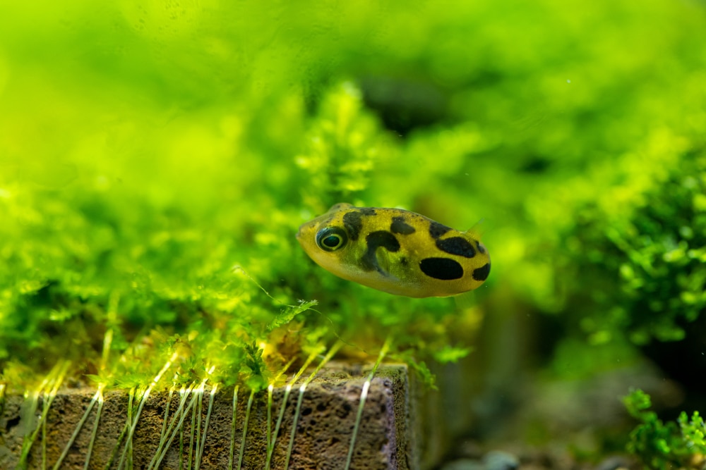 Puffer karłowaty (Carinotetraodon travancoricus)