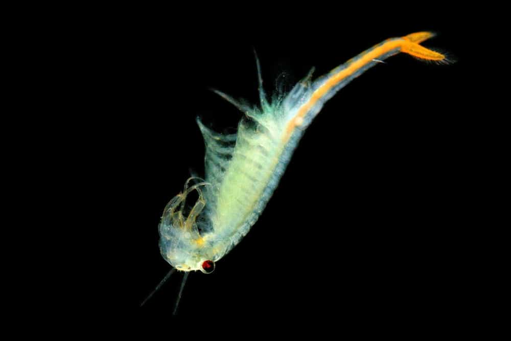 brine shrimp