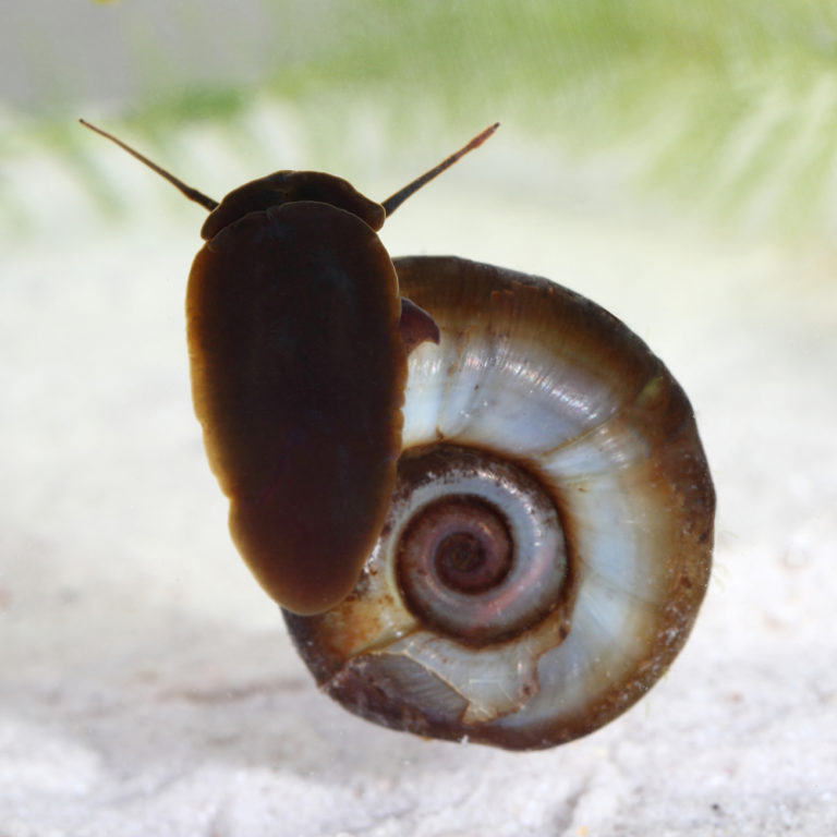 Ramshorn Snail Guide (Care, Feeding, Breeding, & Requirements)