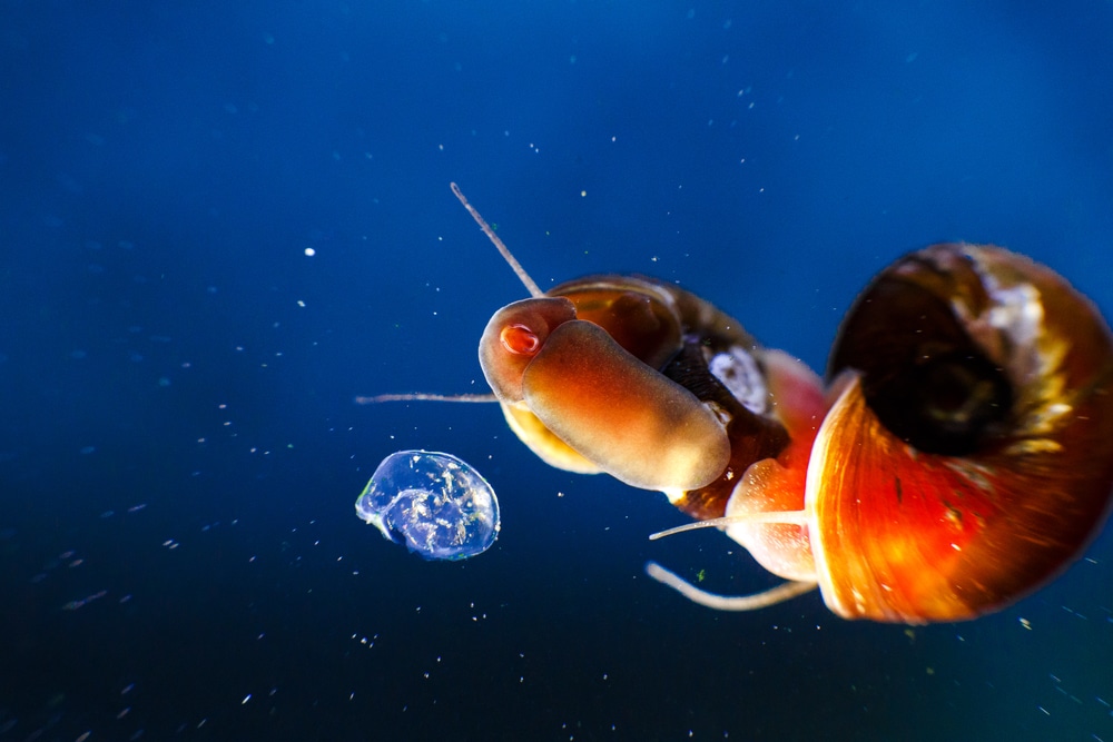 ramshorn snail on aquarium glass