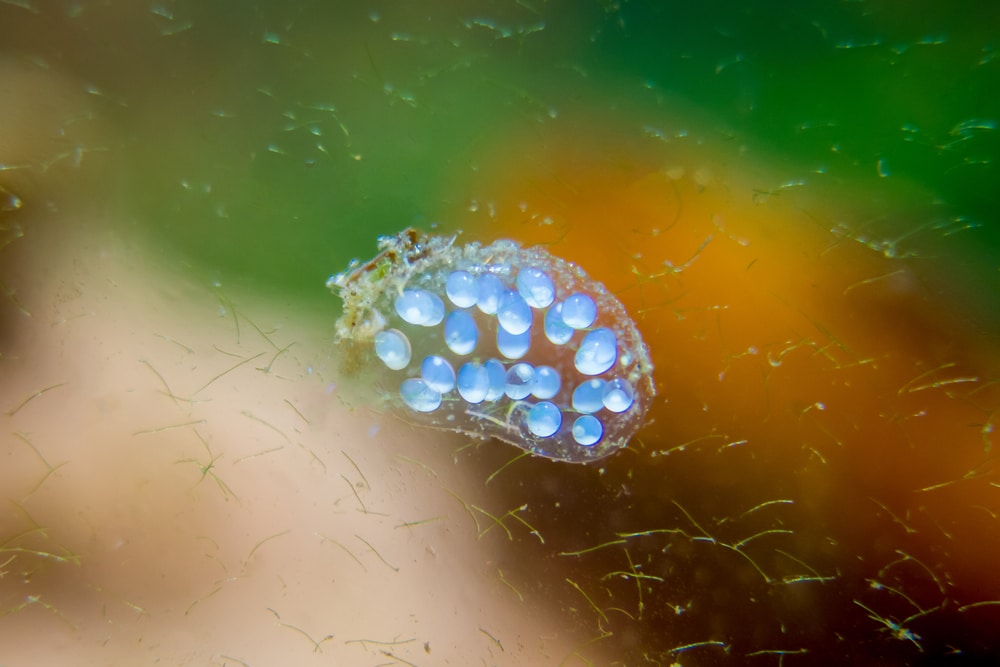 Ramshorn snail eggs