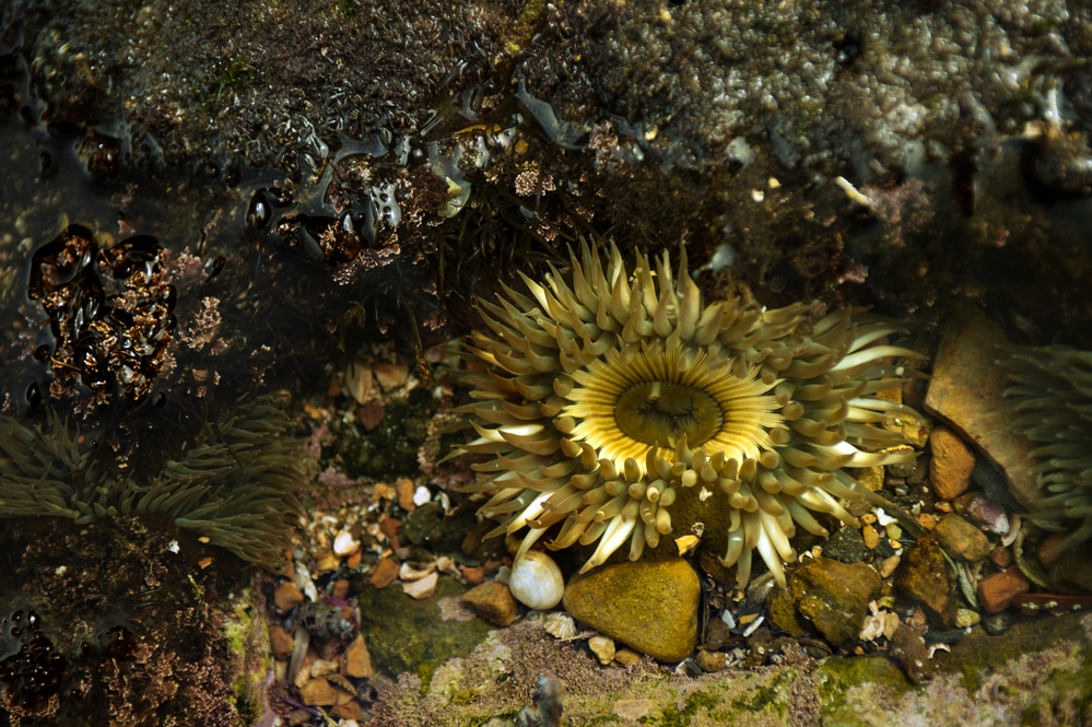 rock flower anemone