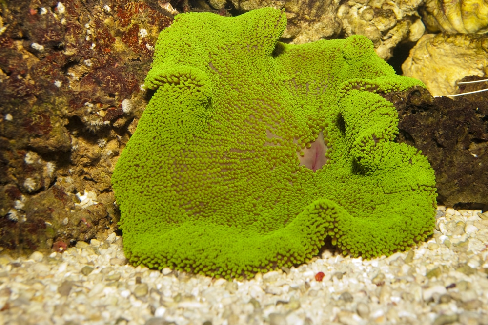 Carpet Anemone