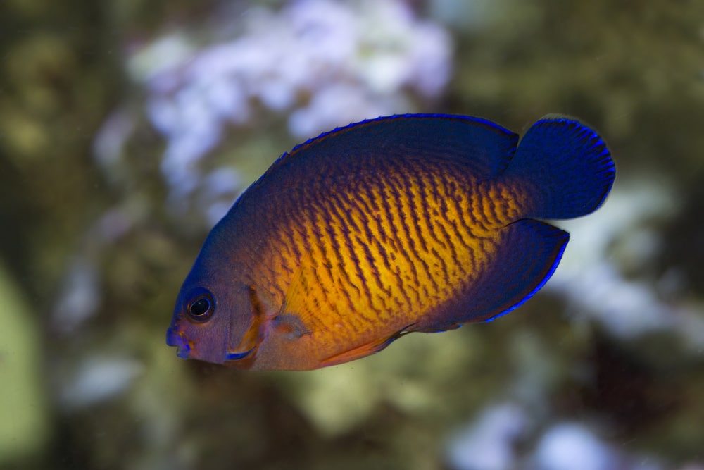 saltwater angelfish