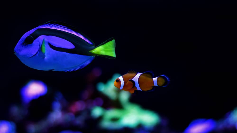 common saltwater aquarium fish